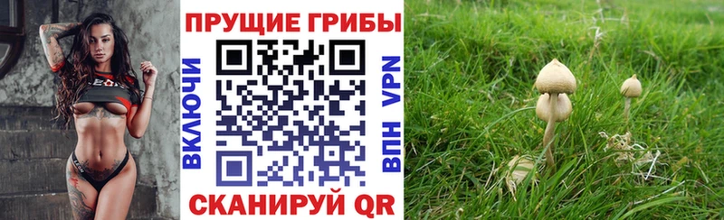 Псилоцибиновые грибы Cubensis  Купить где  Кимовск 